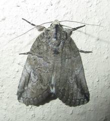 Prionofrontia strigata