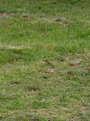 Zonotrichia capensis