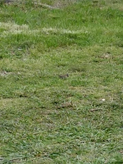 Zonotrichia capensis