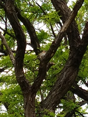 Zonotrichia capensis