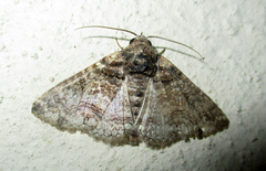 Pericyma atrifusa