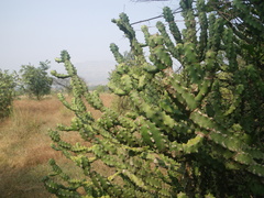 Euphorbia neriifolia