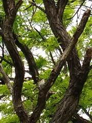 Zonotrichia capensis