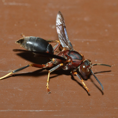 Polistes metricus