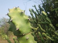 Euphorbia neriifolia