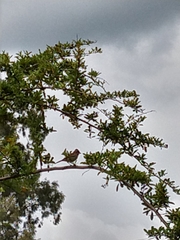 Zonotrichia capensis