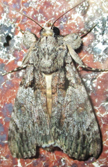Ulotrichopus tinctipennis