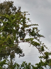 Zonotrichia capensis