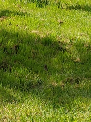 Zonotrichia capensis