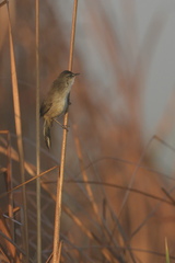 Acrocephalus gracilirostris
