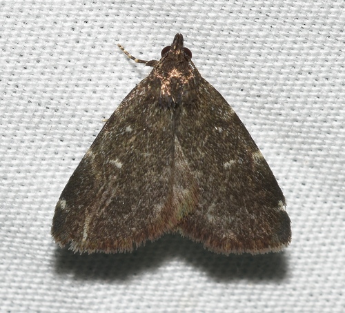 Rotund Idia Moth photo 3