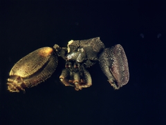 Cephalotes texanus