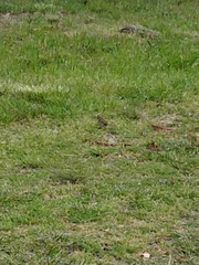 Zonotrichia capensis