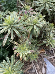 Melanoplus differentialis