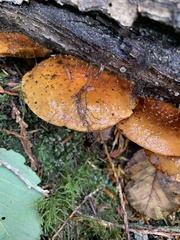 Fungi