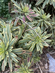 Melanoplus differentialis