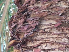 Passer domesticus domesticus