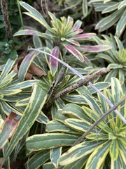 Melanoplus differentialis