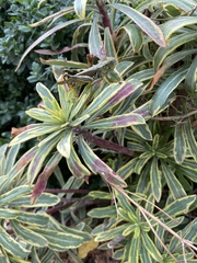 Melanoplus differentialis