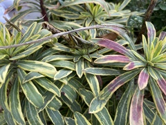 Melanoplus differentialis