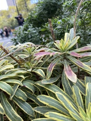 Melanoplus differentialis