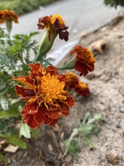 Tagetes