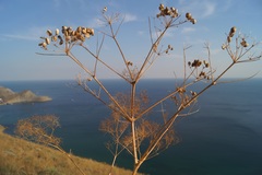 Prangos trifida