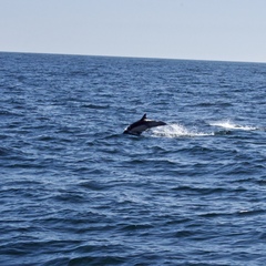 Delphinus