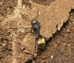 Camponotus chilensis