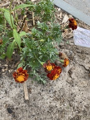 Tagetes