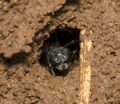 Camponotus chilensis