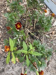 Tagetes