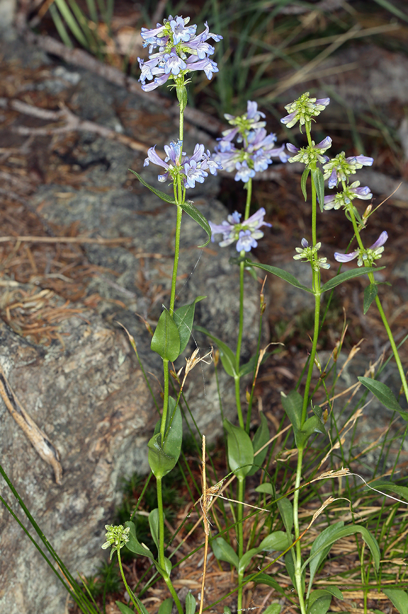 Penstemon procerus var. brachyanthus