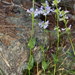 Penstemon procerus brachyanthus - Photo (c) Steve Matson, some rights reserved (CC BY), uploaded by Steve Matson