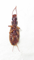 Platytarus tessellatus