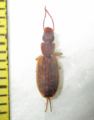 Platytarus tessellatus