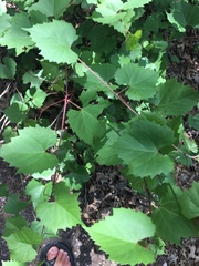 Vitis monticola