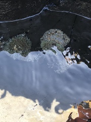 Anthopleura elegantissima