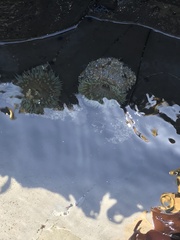 Anthopleura elegantissima