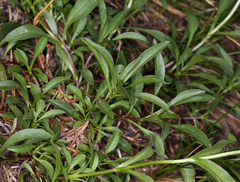Penstemon procerus brachyanthus