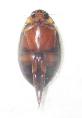Rhantaticus