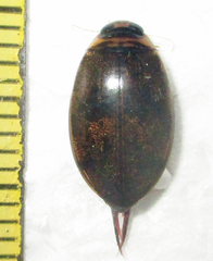 Rhantaticus