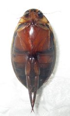 Rhantaticus
