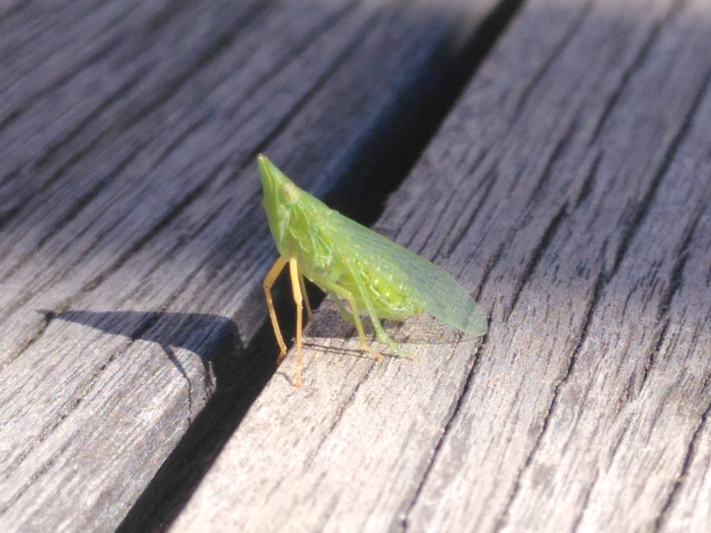 Dictyophara multireticulata