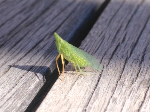Dictyophara multireticulata