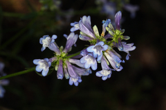Penstemon procerus brachyanthus
