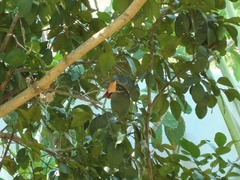 Caprimulgiformes
