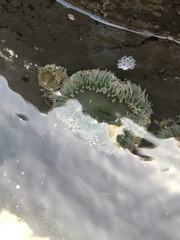 Anthopleura elegantissima