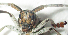 Crossotus stypticus aethiops
