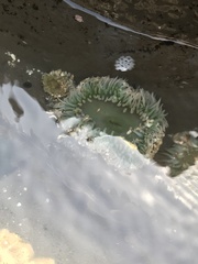 Anthopleura elegantissima